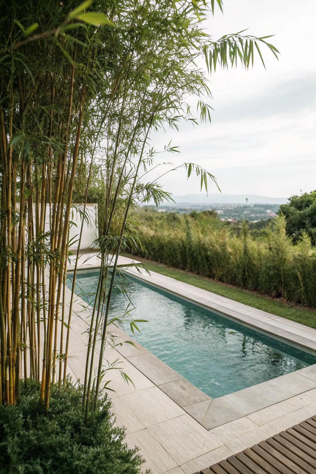 Bamboo delivers both elegance and seclusion for poolside retreats.