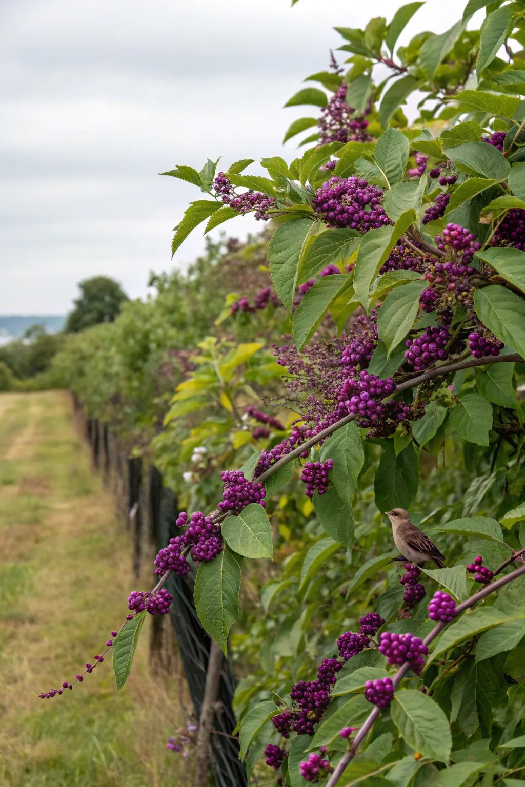 Jewelberry shrubs offer privacy and sustenance for wildlife.