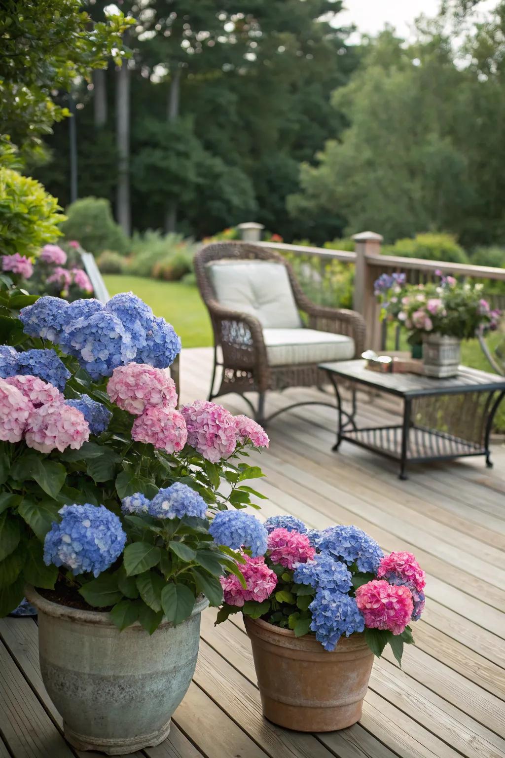 Hydrangeas in pots enhancing the serenity of a timber deck with seating.