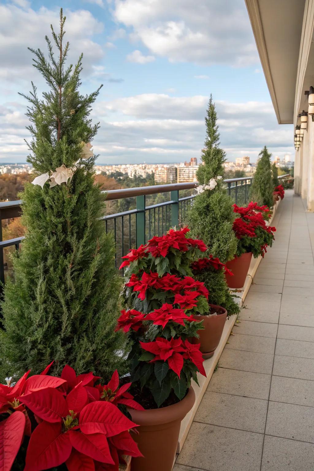 Euphorbia pulcherrima bestow dynamic holiday color to this veranda.
