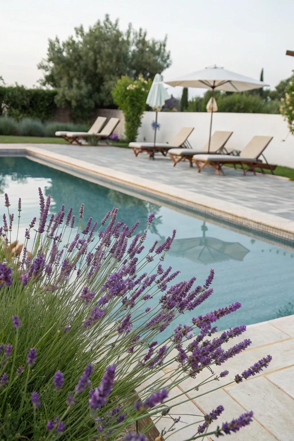 Lavender’s fragrance and visual appeal enrich the poolside atmosphere.