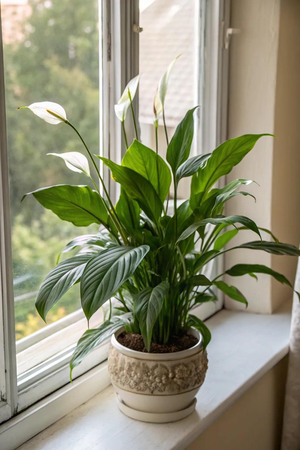 The refined tranquility lily, a timeless gift for a mother’s tender care.