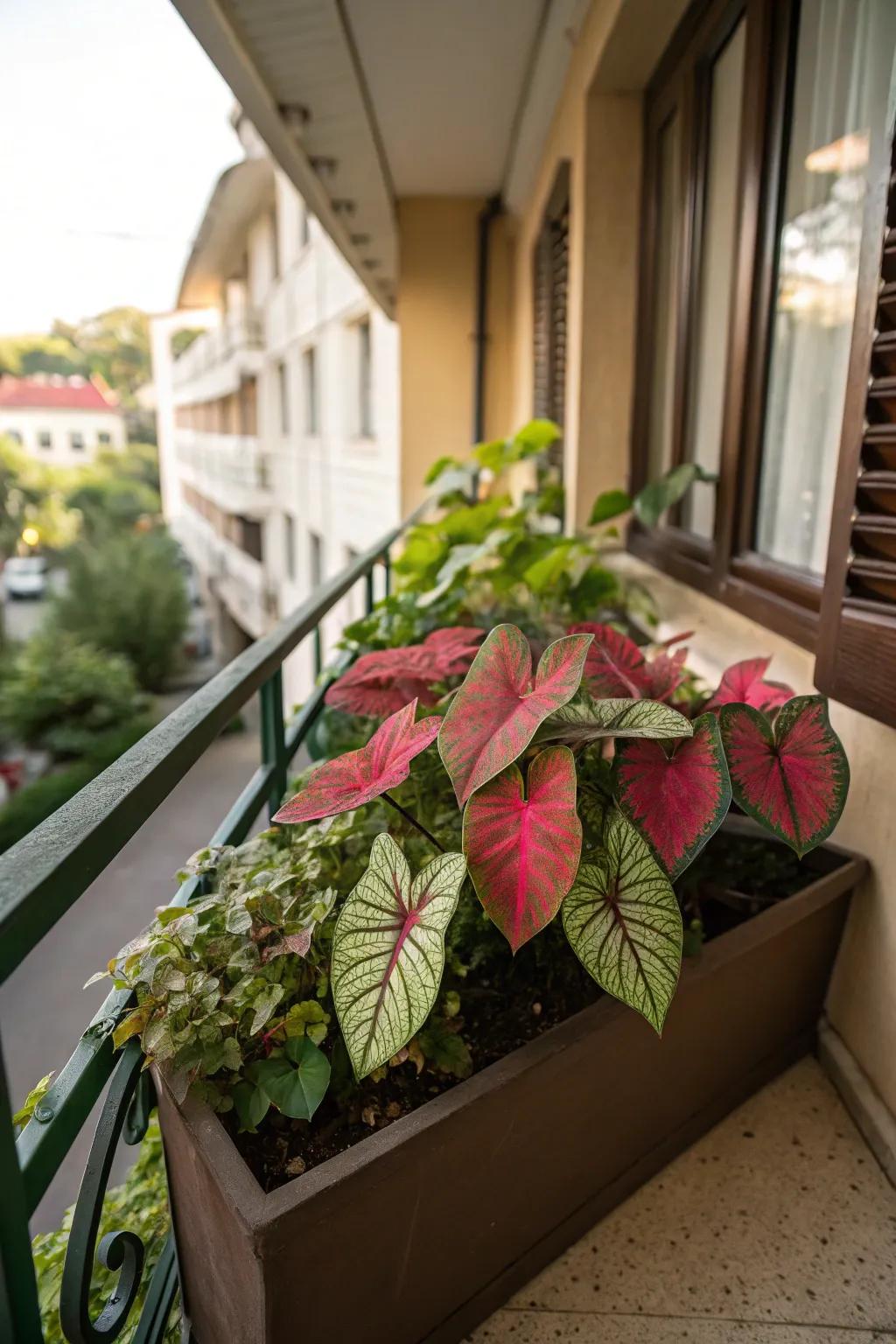 Caladium's striking designs bring a tropical feel to shaded areas.