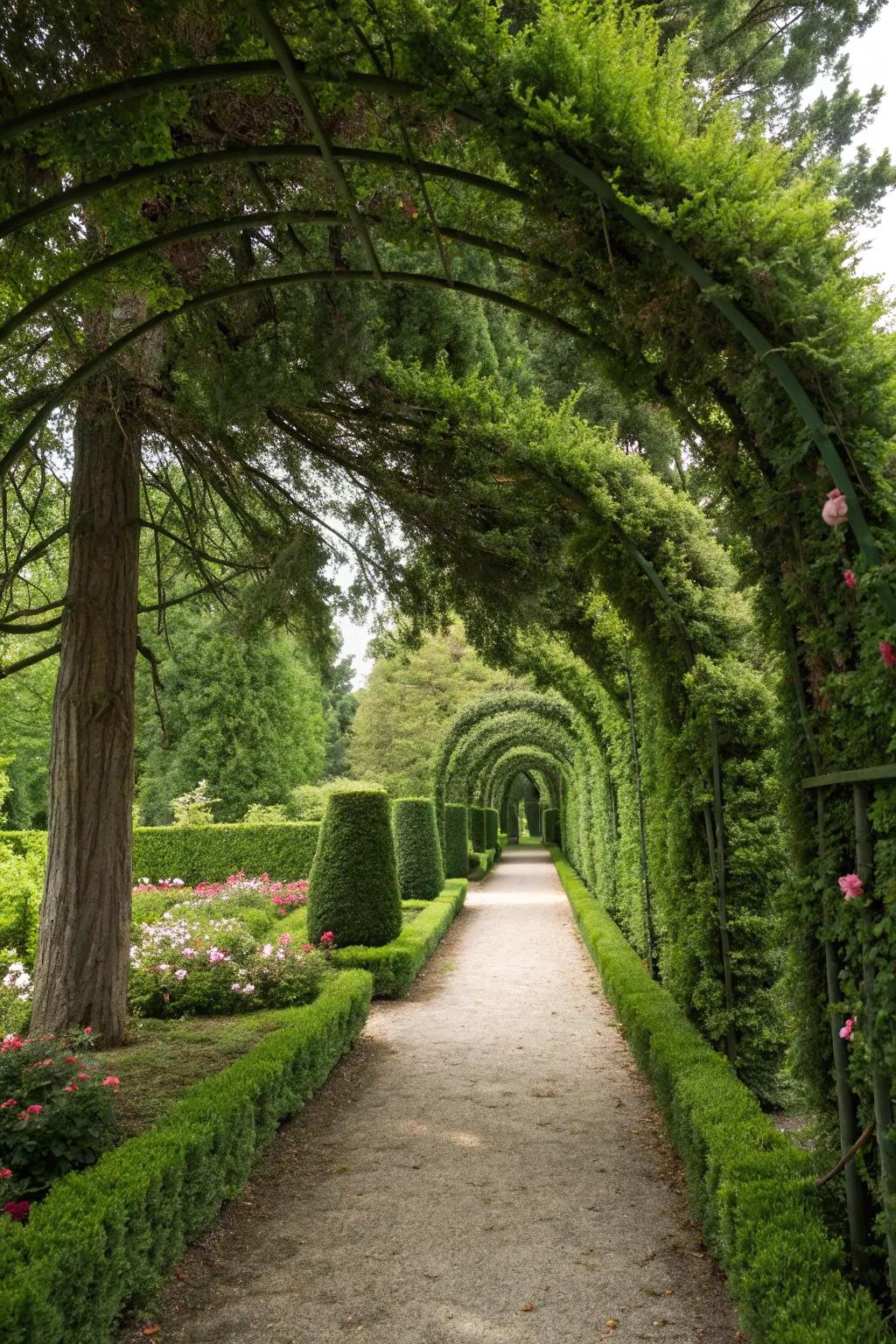 Welcome visitors with a breathtaking verdant gateway of Arborvitae.