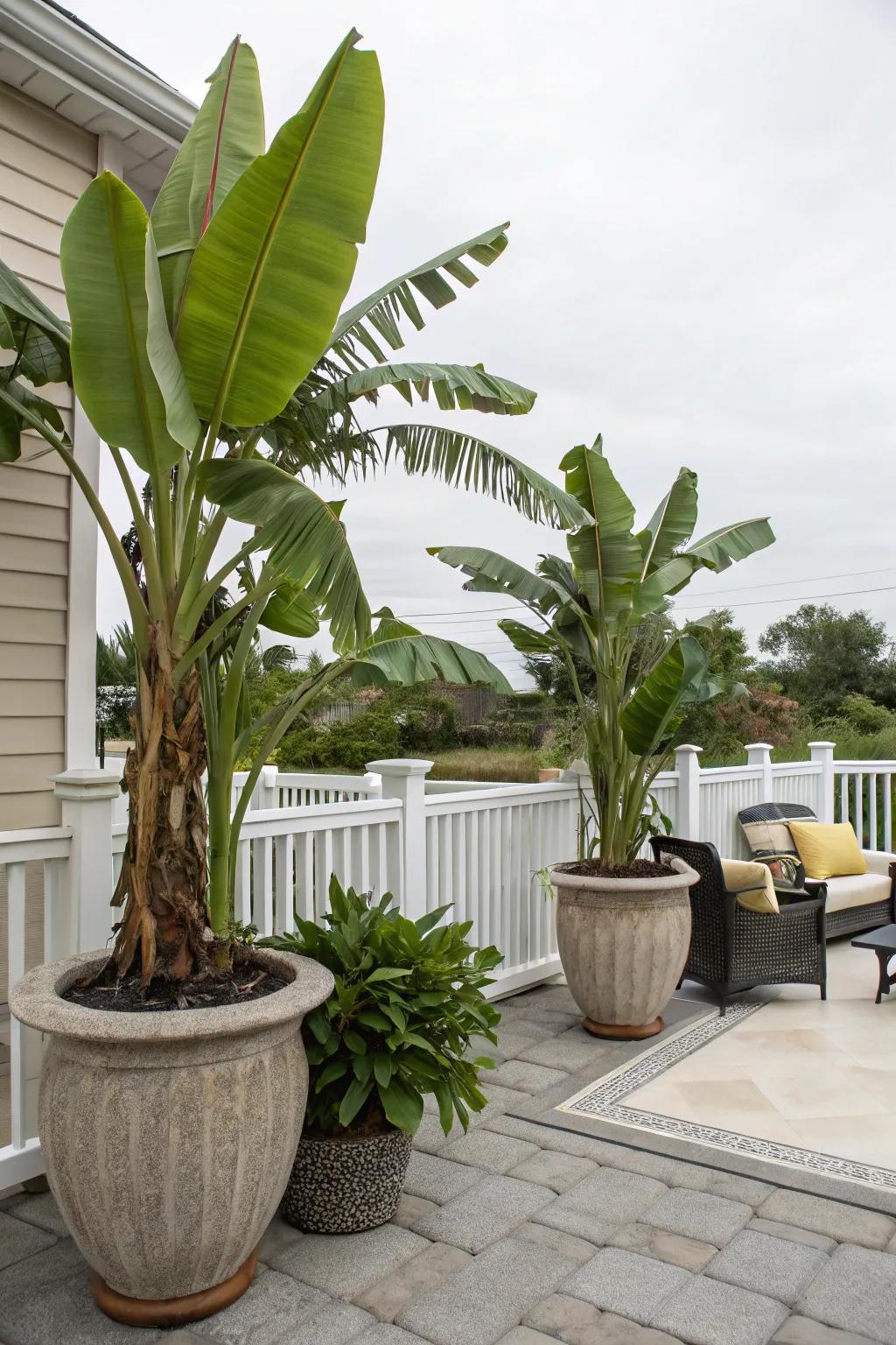 Embrace adaptability by using banana trees in ornamental containers.