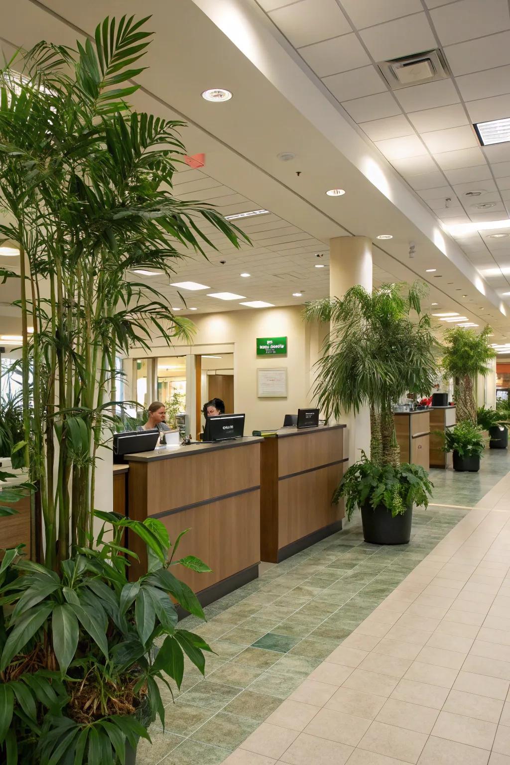 Indoor plants add life and improve the bank's ambiance.