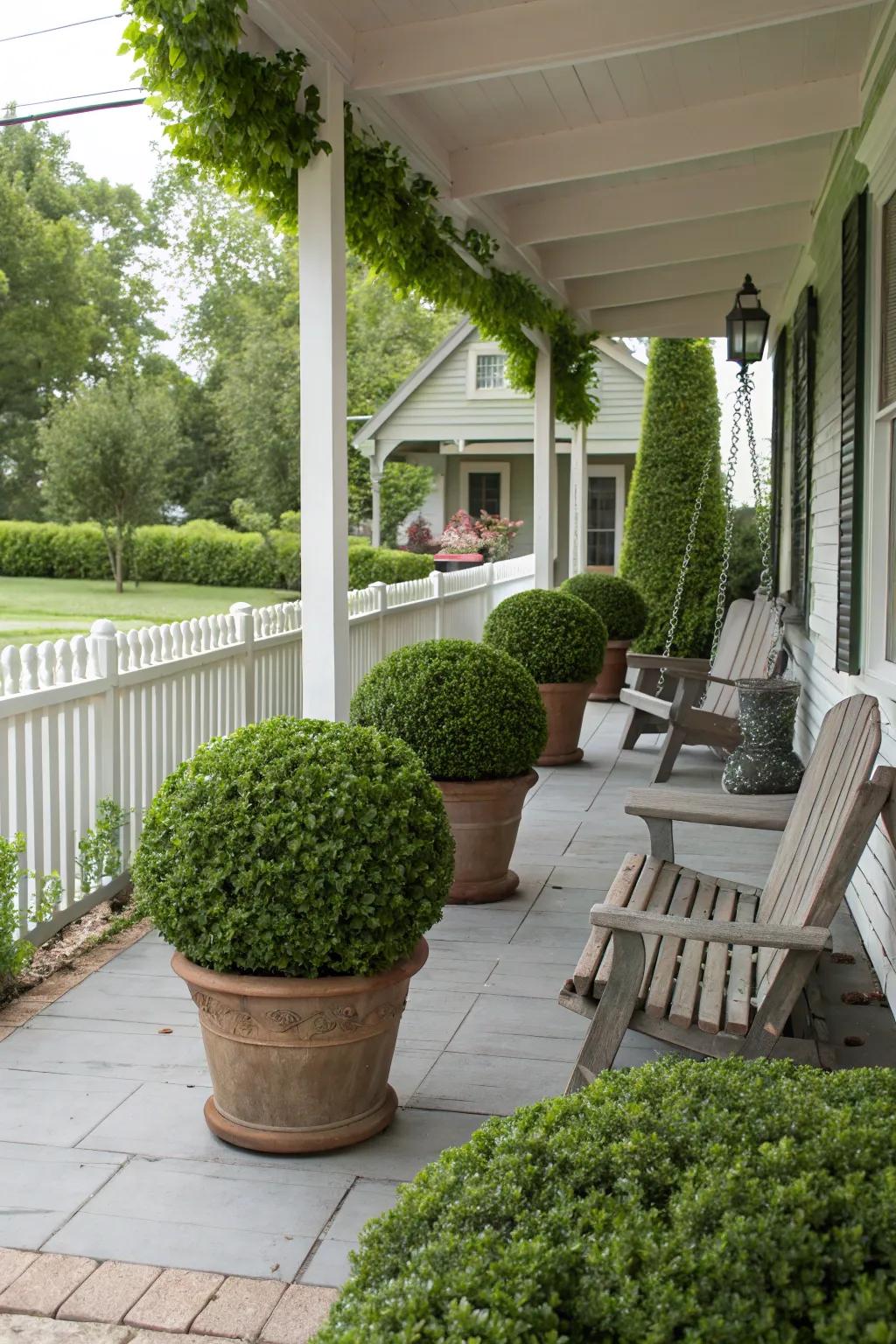 Potted boxwood bushes delivering a classic and adjustable privacy solution.