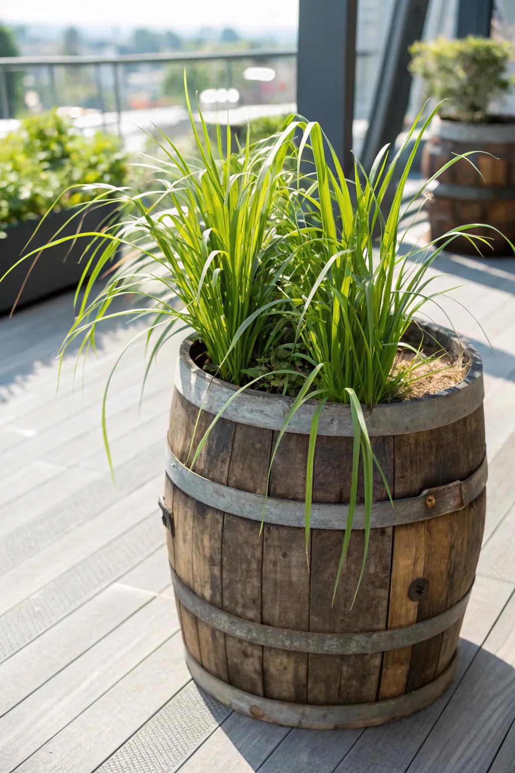 Transform your garden with an elegant repurposed cask planter, impeccable for presenting lush lemongrass.