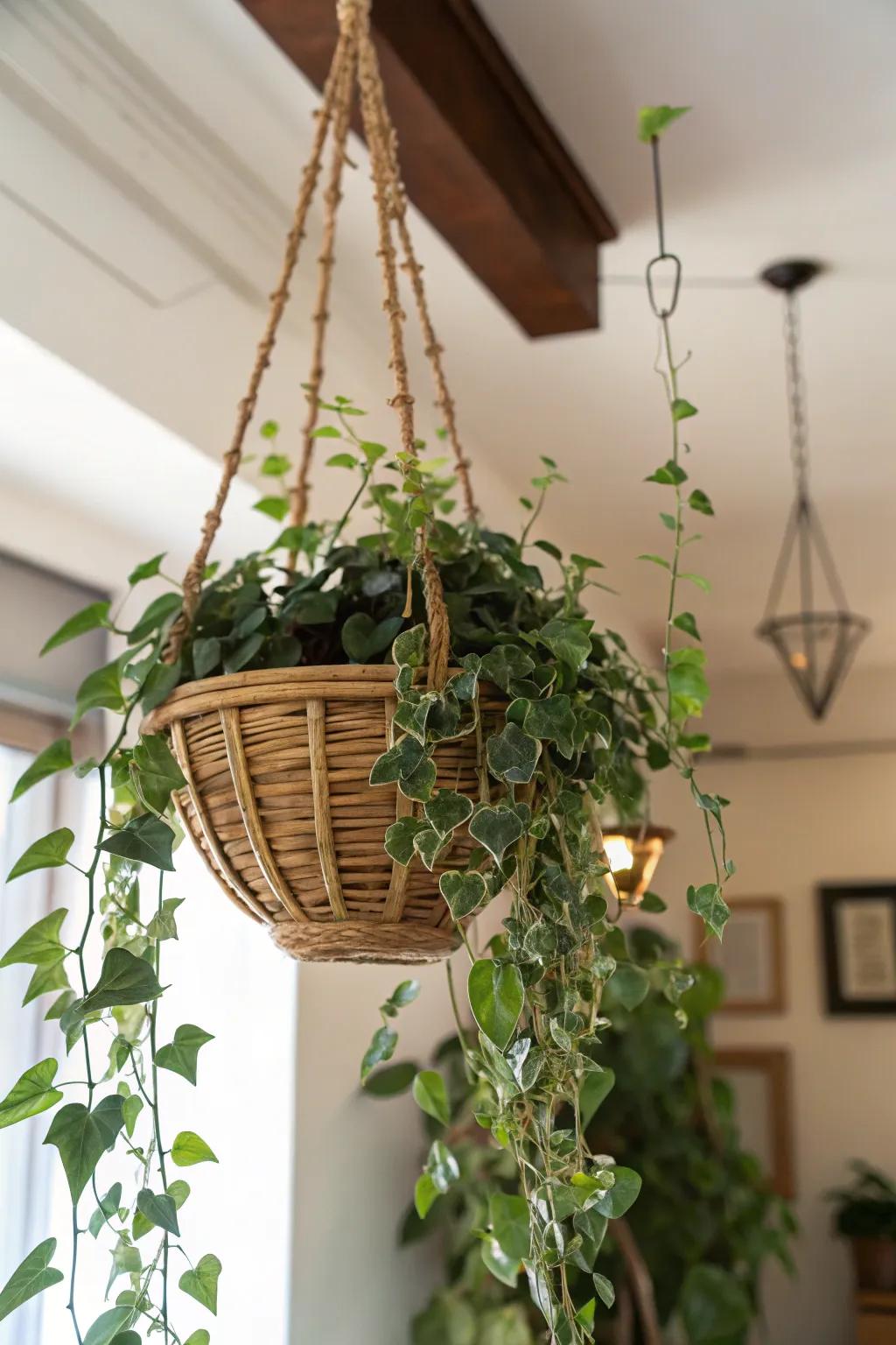 A rich suspended plant, perfect for adding greenery to mom's home.