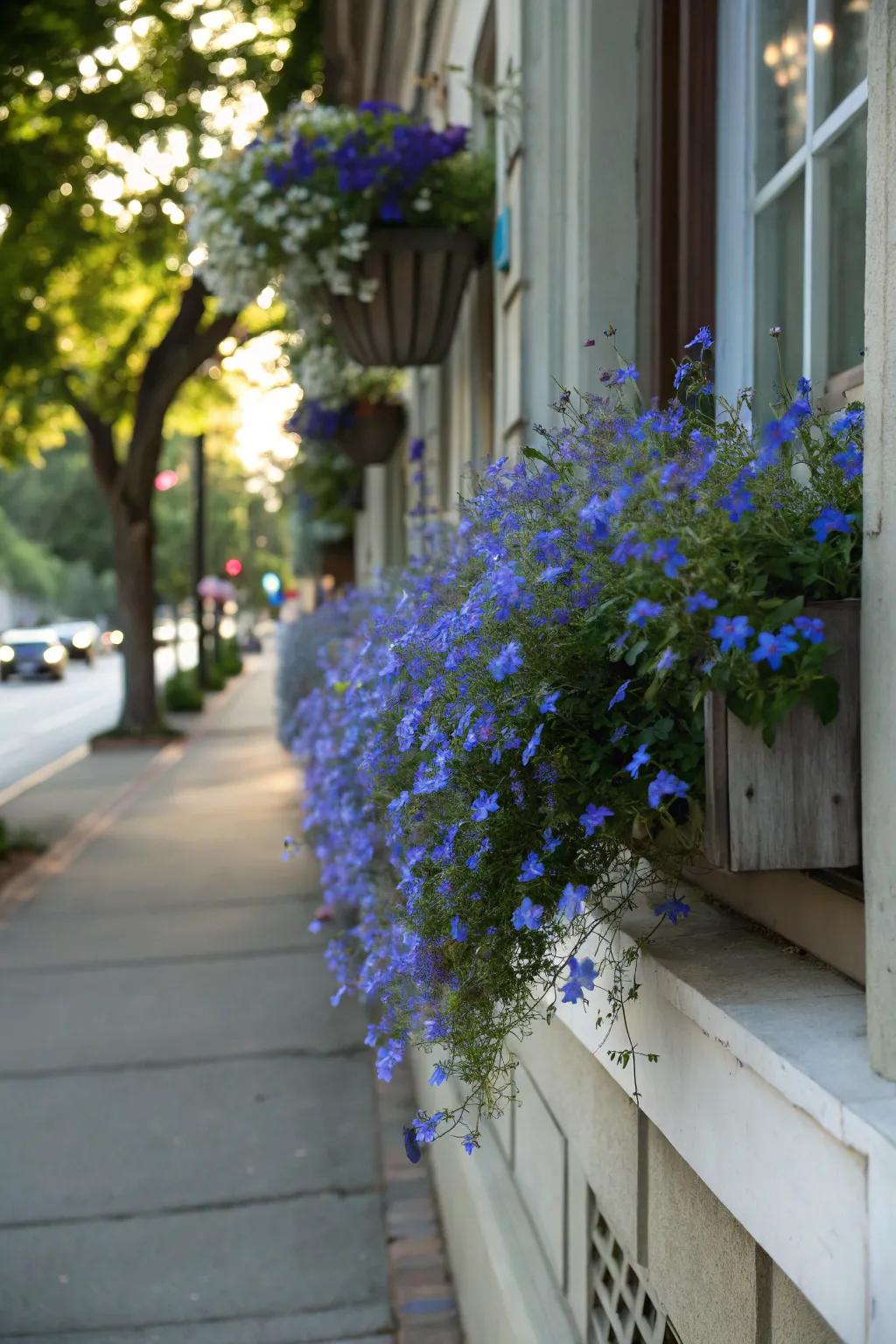 Lobelia's blue flowers add a relaxing element to any window box.