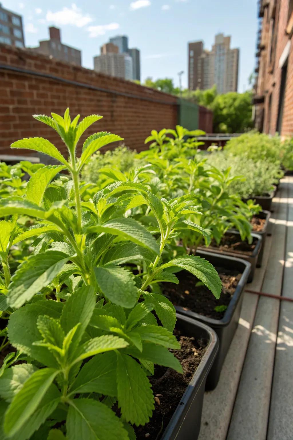 Stevia leaves, presenting a natural sweet touch to your herbal tea.