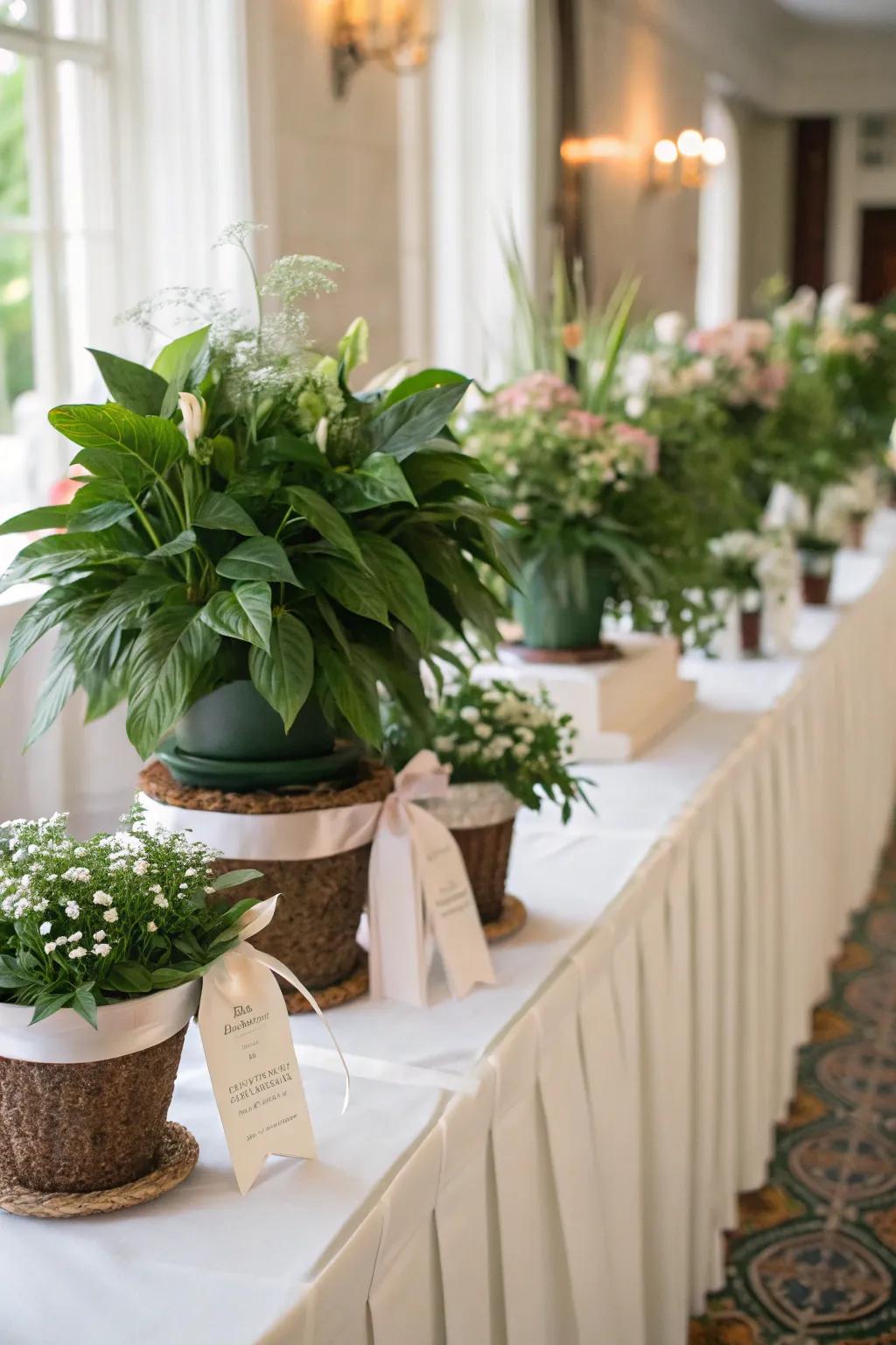 Potted plants serve as both decorative elements and party gifts.