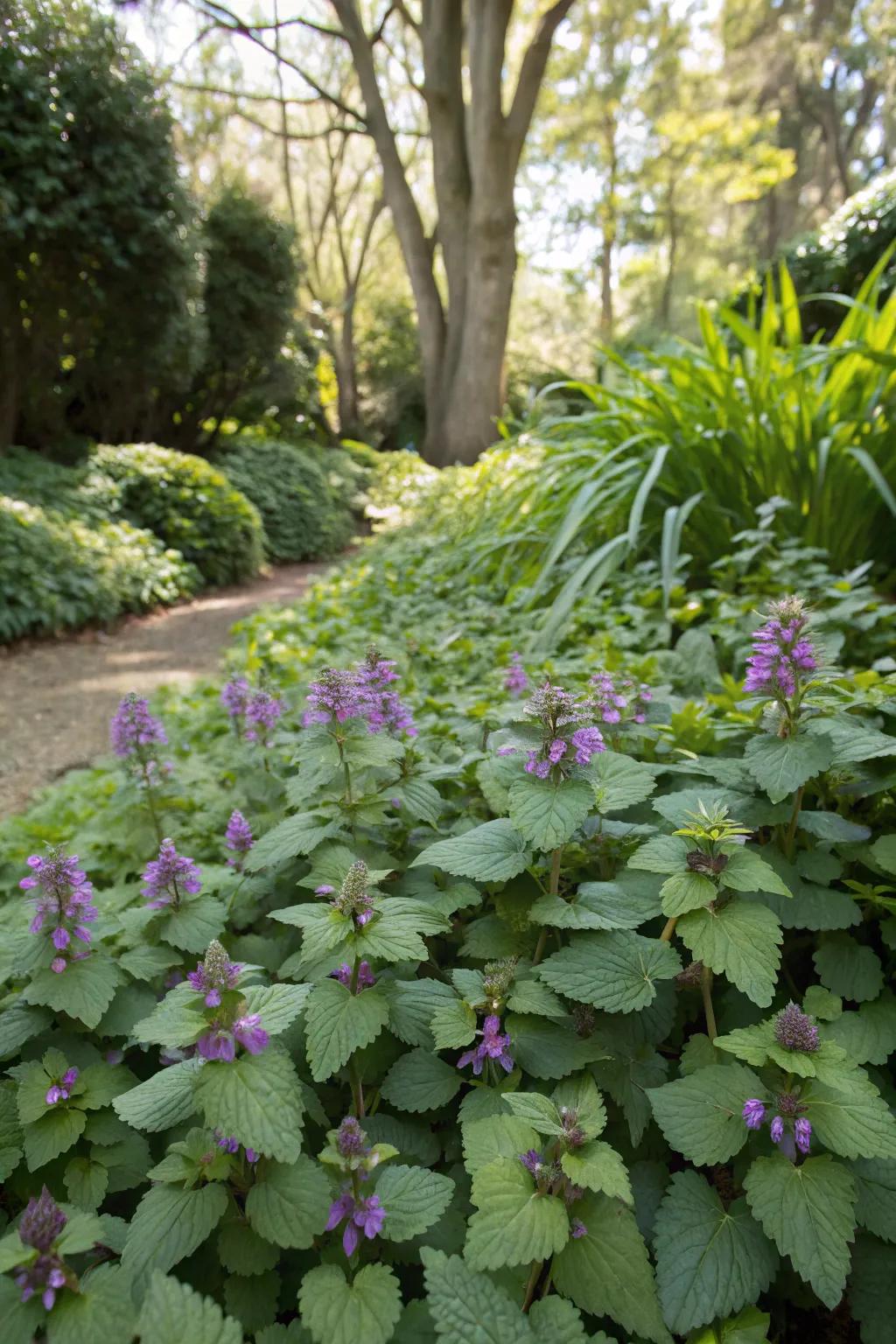 Spotted Deadnettle brightening a shady garden region.