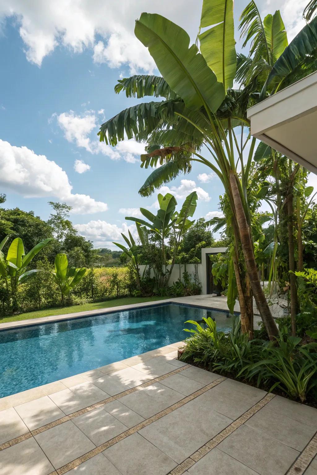 Banana plants fashion a tropical sanctuary with their expansive, verdant leaves.