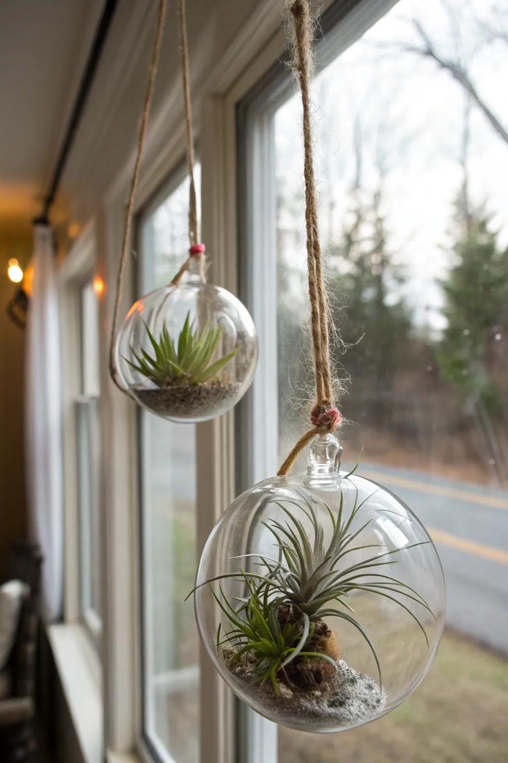 Modern sky plants in glass orbs, a unique gift choice.
