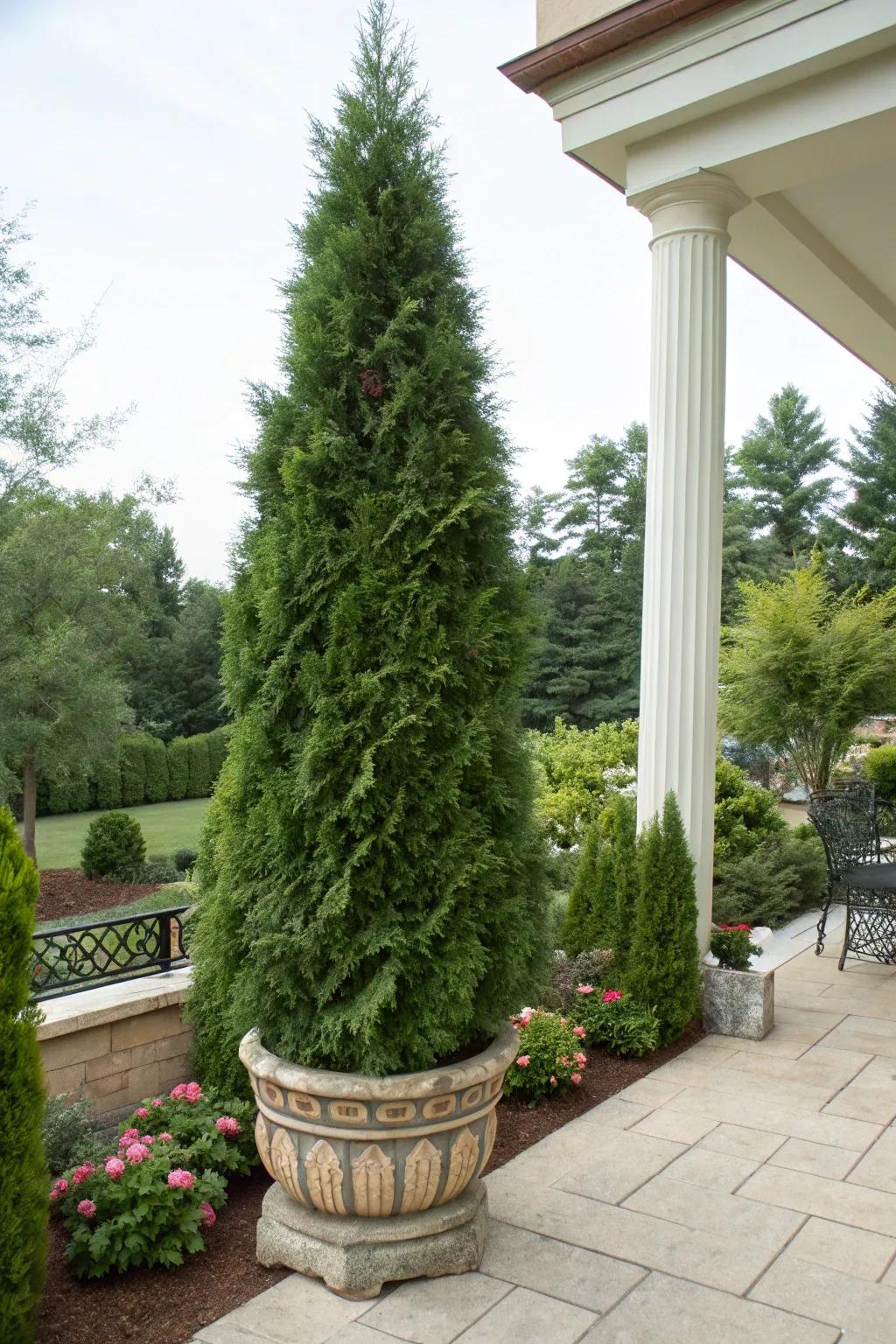 Transportable greenery: Arborvitae in vessels for adaptable landscaping.