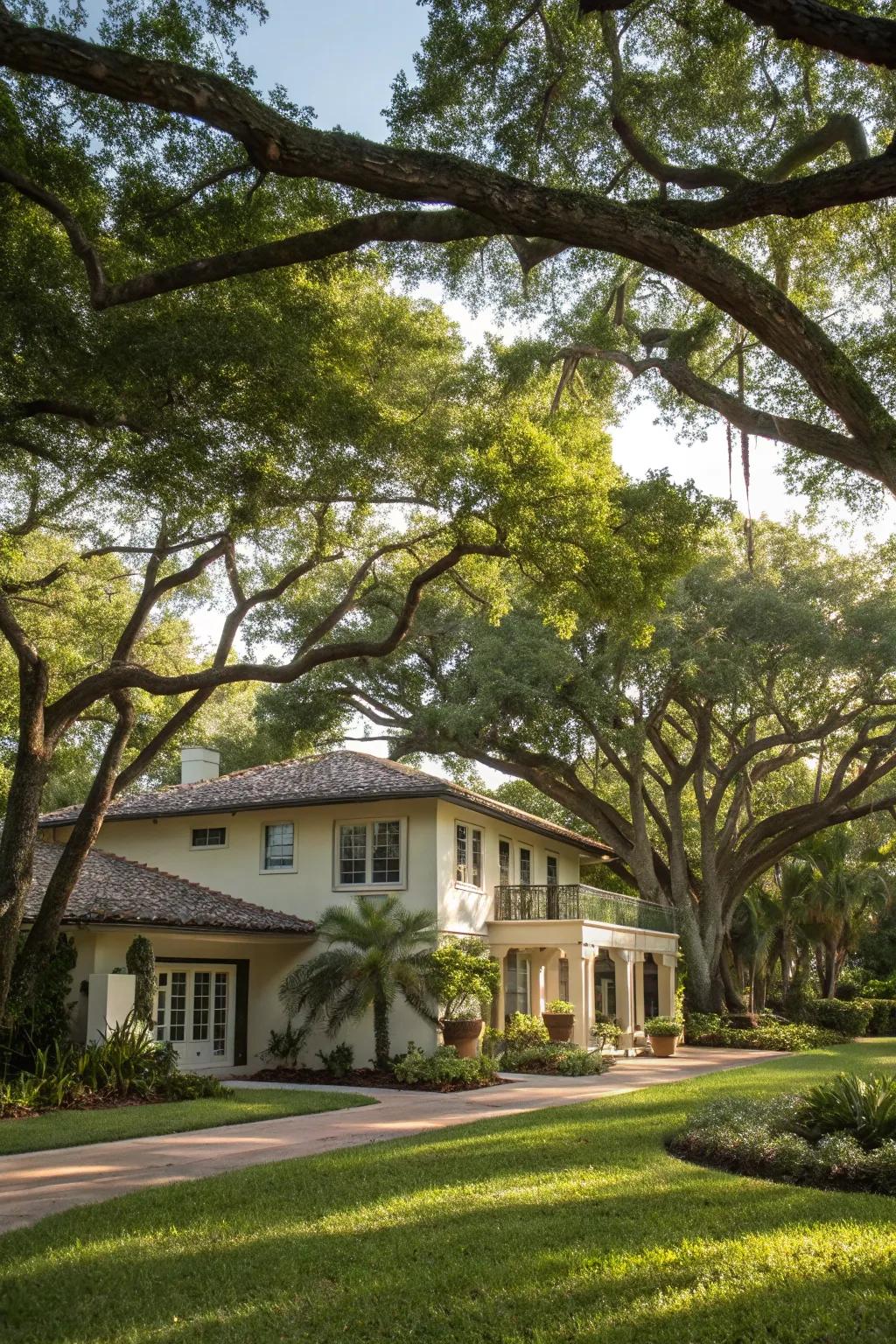 Arboreal borders furnish shade and organization to your landscape.