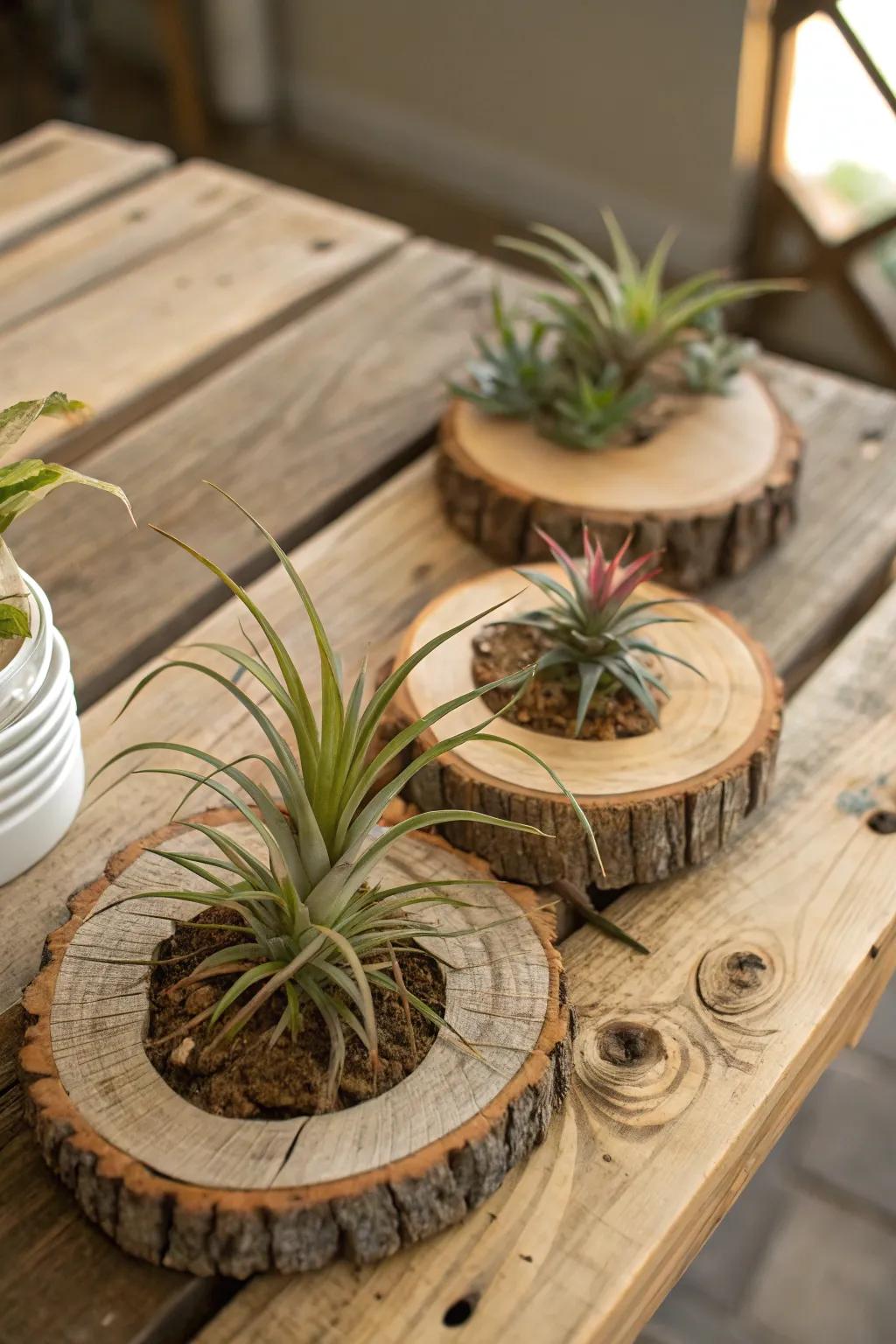 Air plants displayed on wood fragments, contributing to a rustic allure.