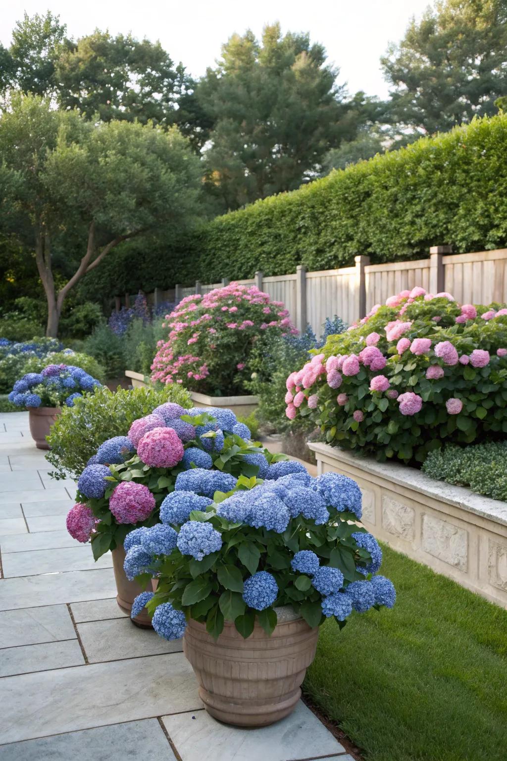 Garden bed seamlessly enhanced with the addition of potted hydrangeas.
