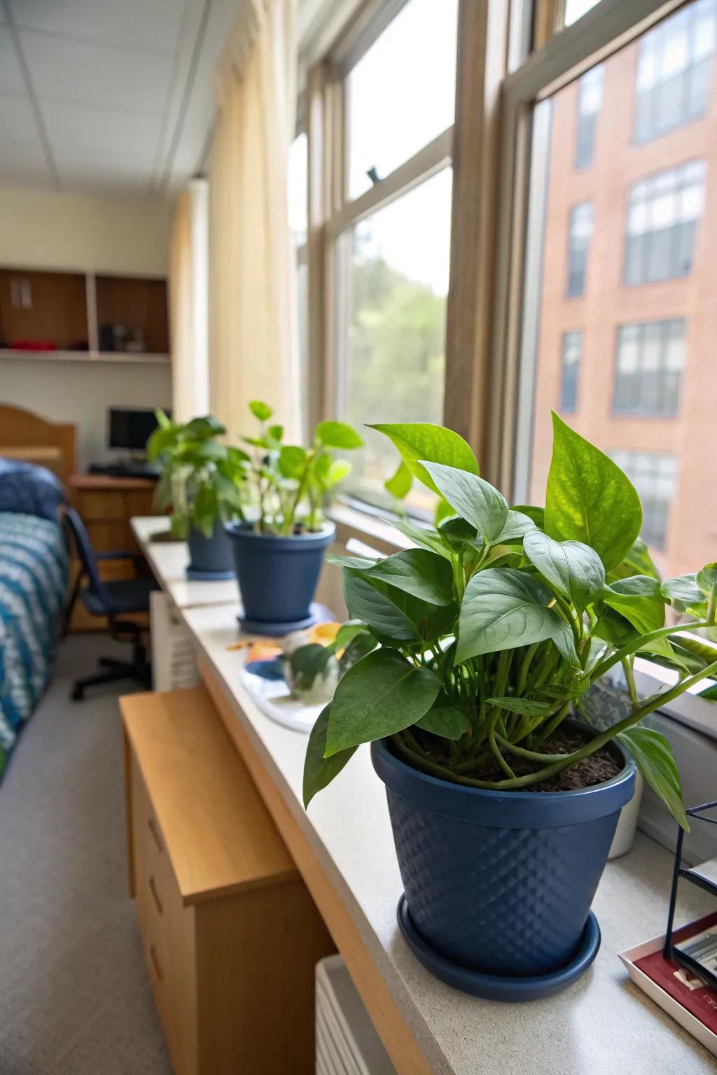 Verdant flora within navy planters usher in nature and serenity indoors.