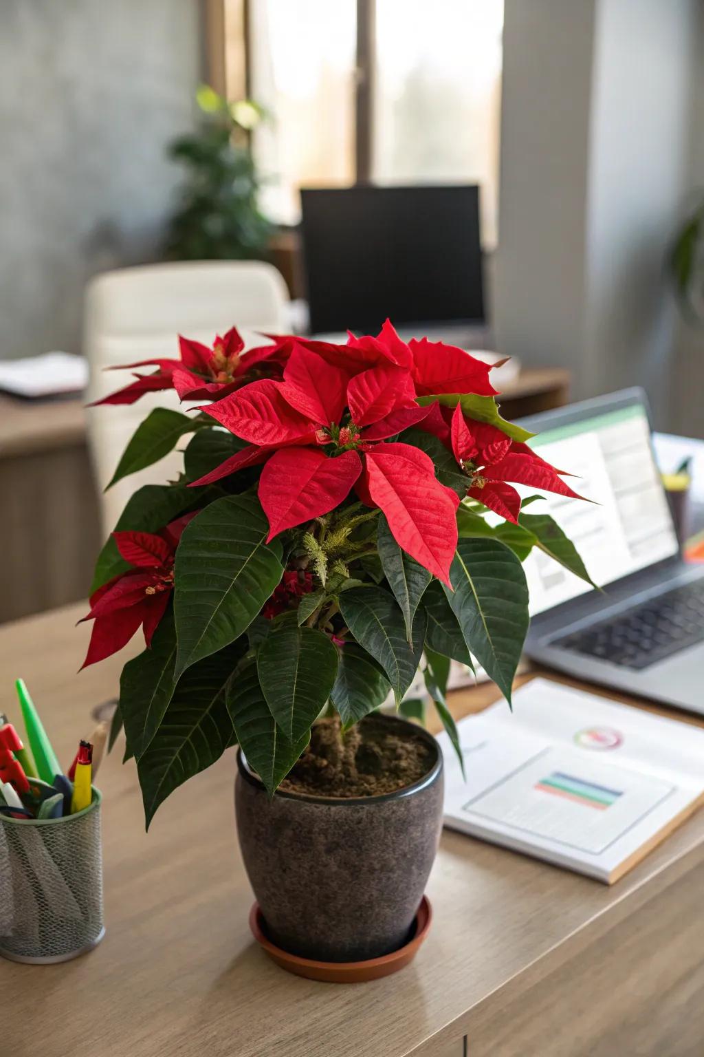 An opulent poinsettia imparts natural elegance to your desk.