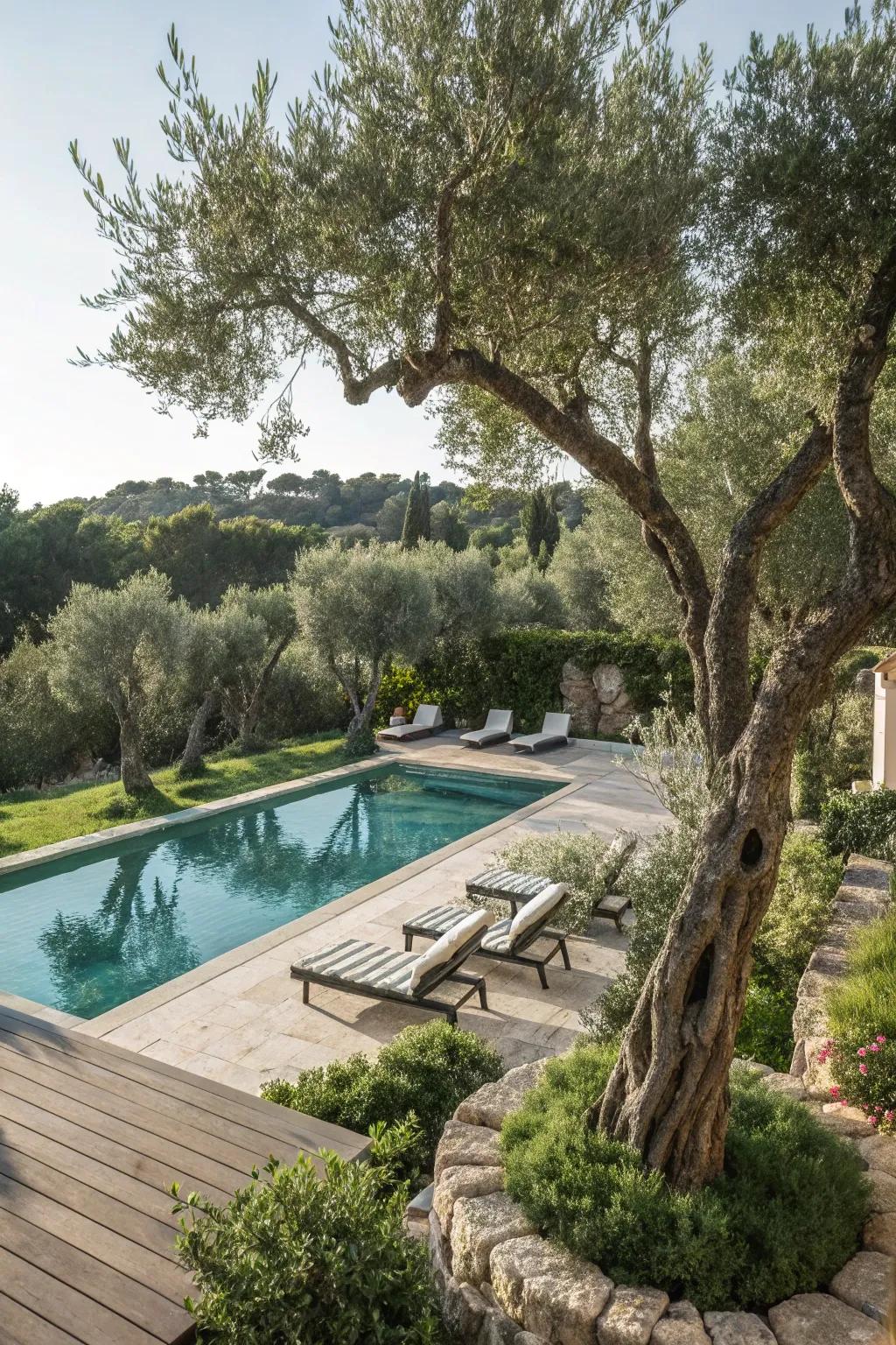 Olive trees deliver an element of Mediterranean refinement.
