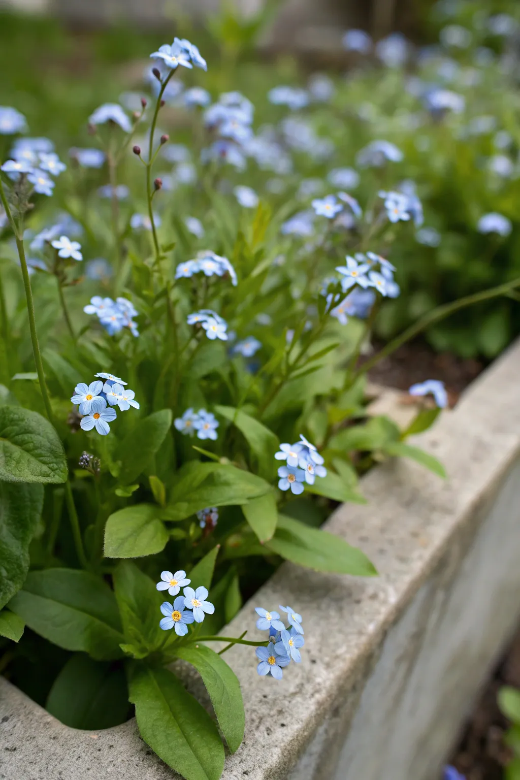 Landscaping with Forget-Me-Nots: Inspiring Ideas